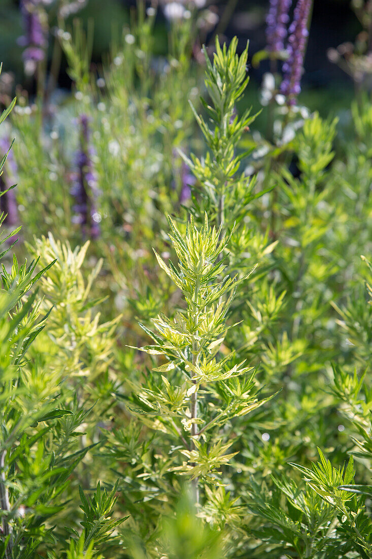 Gelbgrüner Beifuß (Artemisia vulgaris) 'Oriental Limelight'