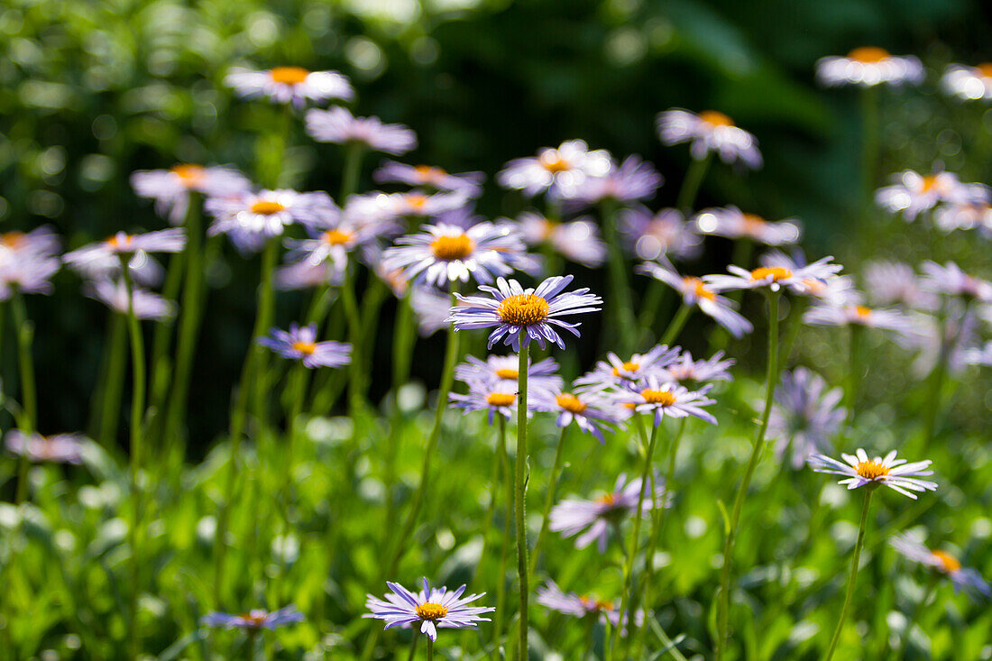 Aster tongolensis - Early Summer Aster