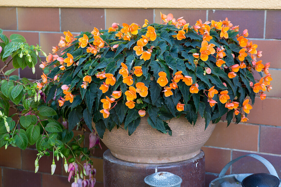 Begonia x tuberhybrida - tuberous begonia