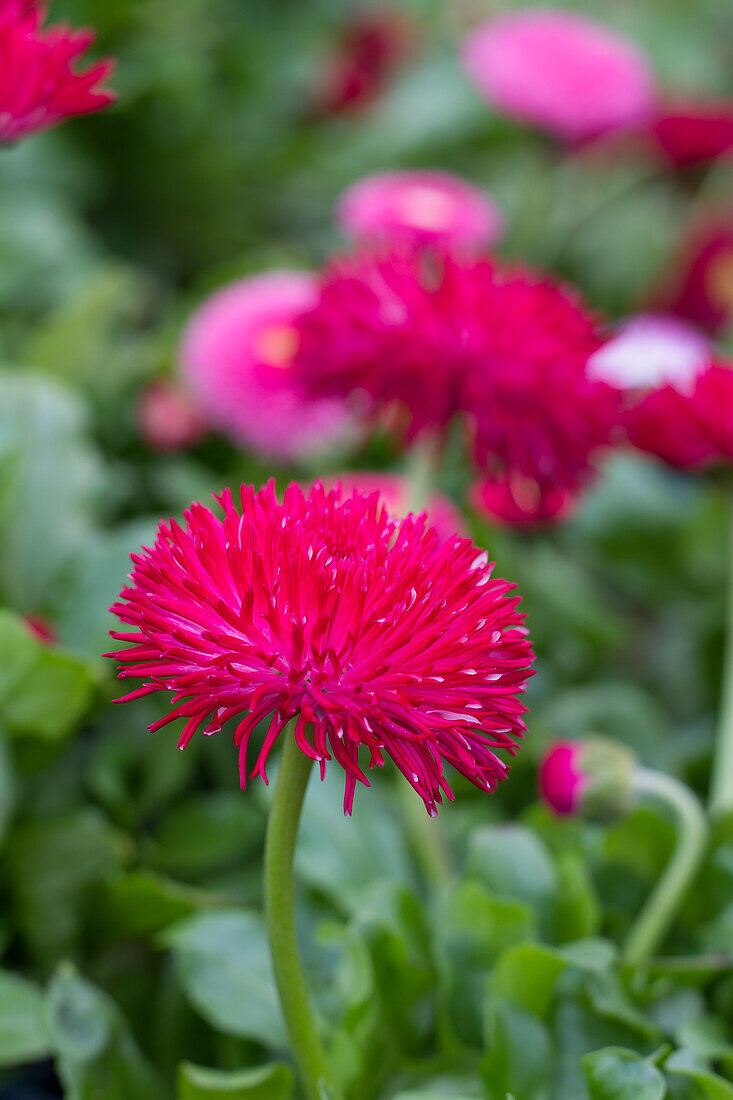 Maßliebchen Hybriden (Bellis perennis)