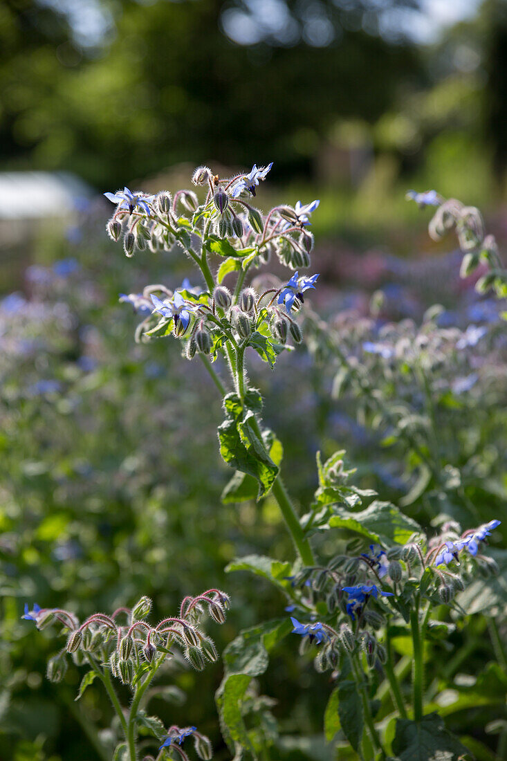 Borago officinalis - borage