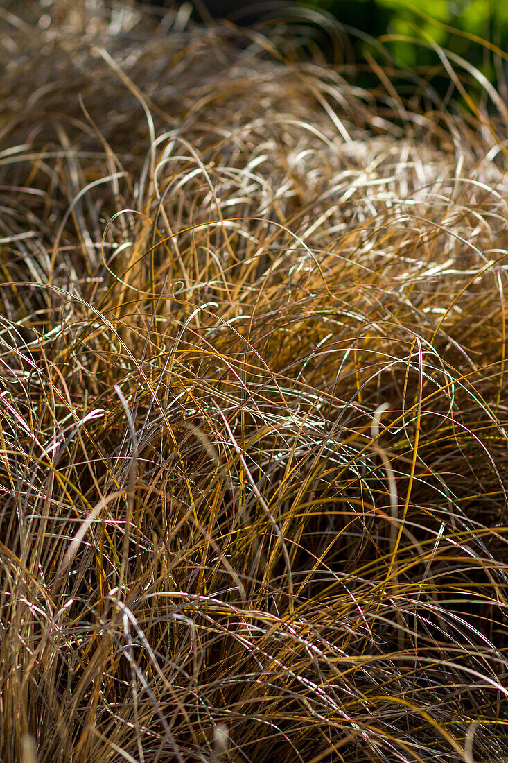 Bronze-Segge (Carex flagellifera)