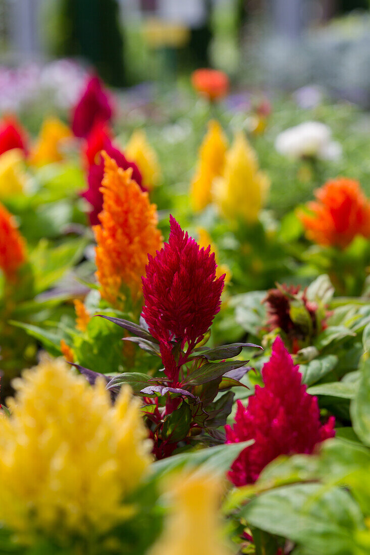 Celosia argentea var. cristata Plumosa - Plumed Celosia