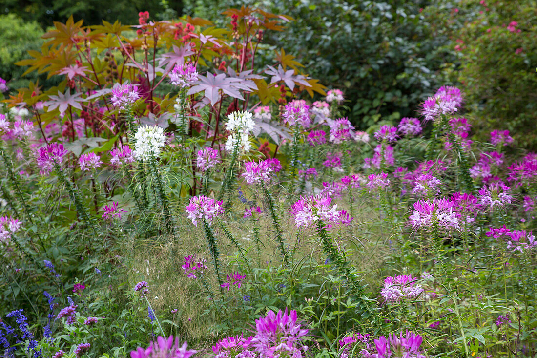 Cleome houtteana - spider flower