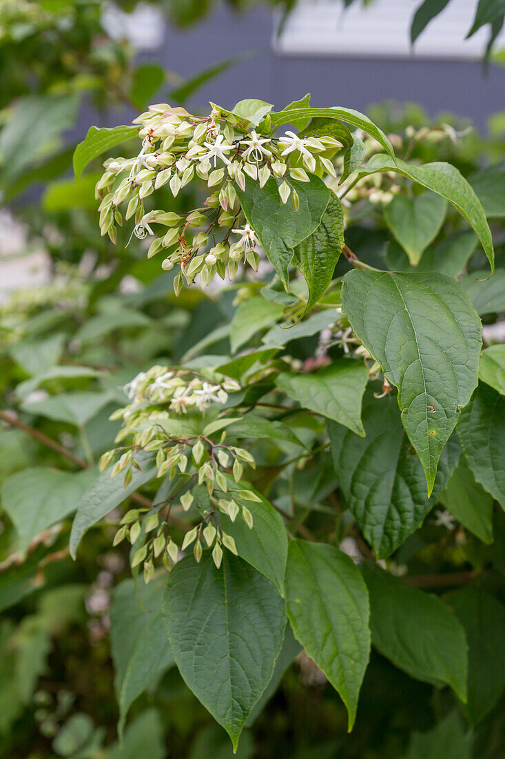 Clerodendrum trichotomum var. fargesii - Harlequin lotus tree