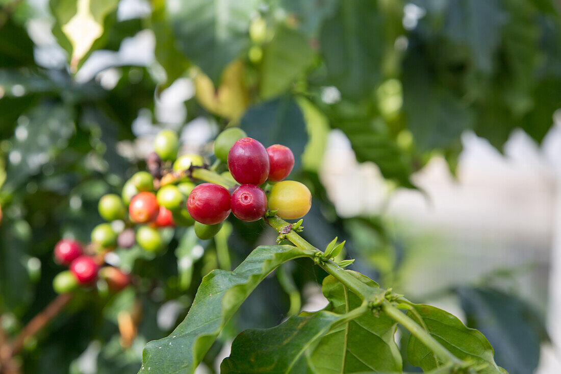 Coffea arabica - coffee bush