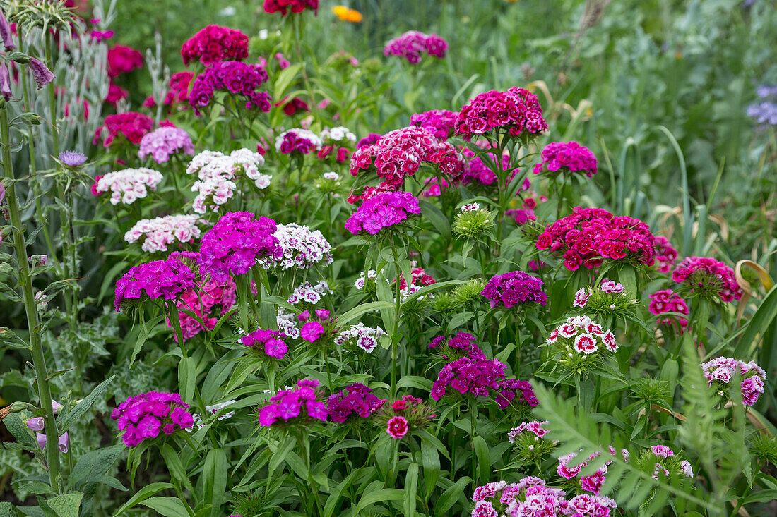 Dianthus barbatus - Sweet William