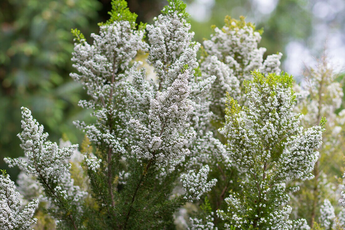 Erica aborea - tree heather