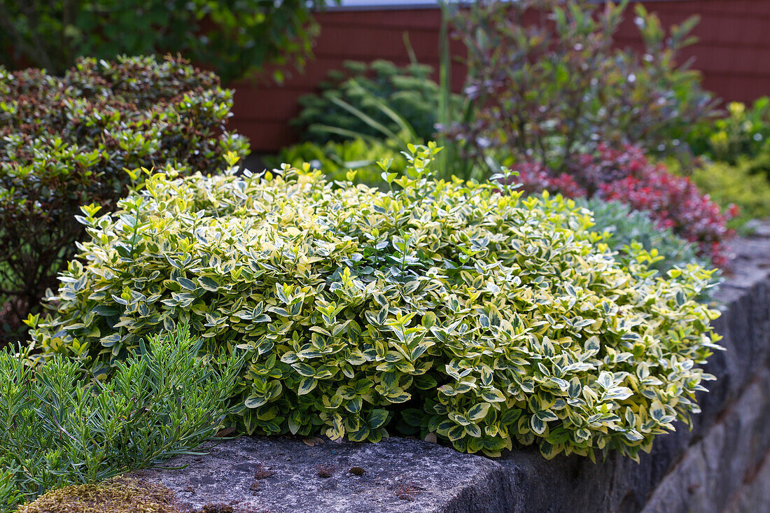 Euonymus fortunei Emerald'n Gold - Gold Variegated Creeping Spindle