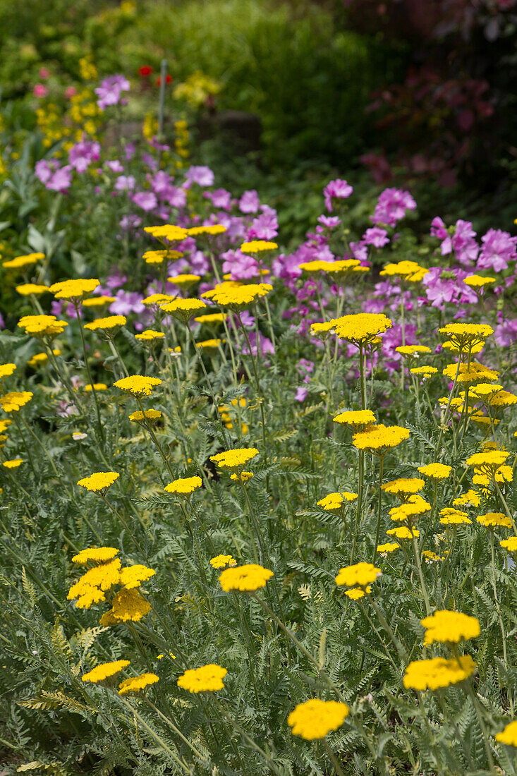 Achillea clypeolata - Goldwhorl Sheaf