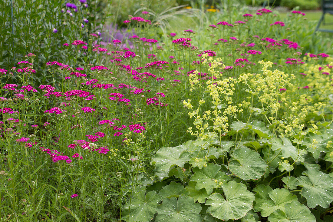 Achillea millefolium Cherry Queen - Lady's Mantle Red Yarrow