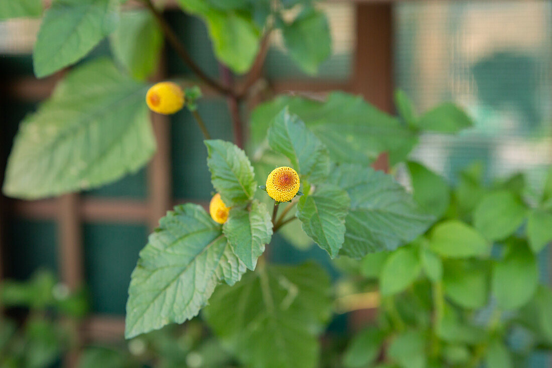 Parakresse, auch Jambu oder Prickelknöpfe (Acmella oleracea)