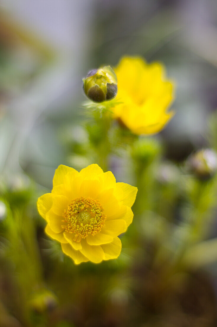 Adonis vernalis - Spring Adonis