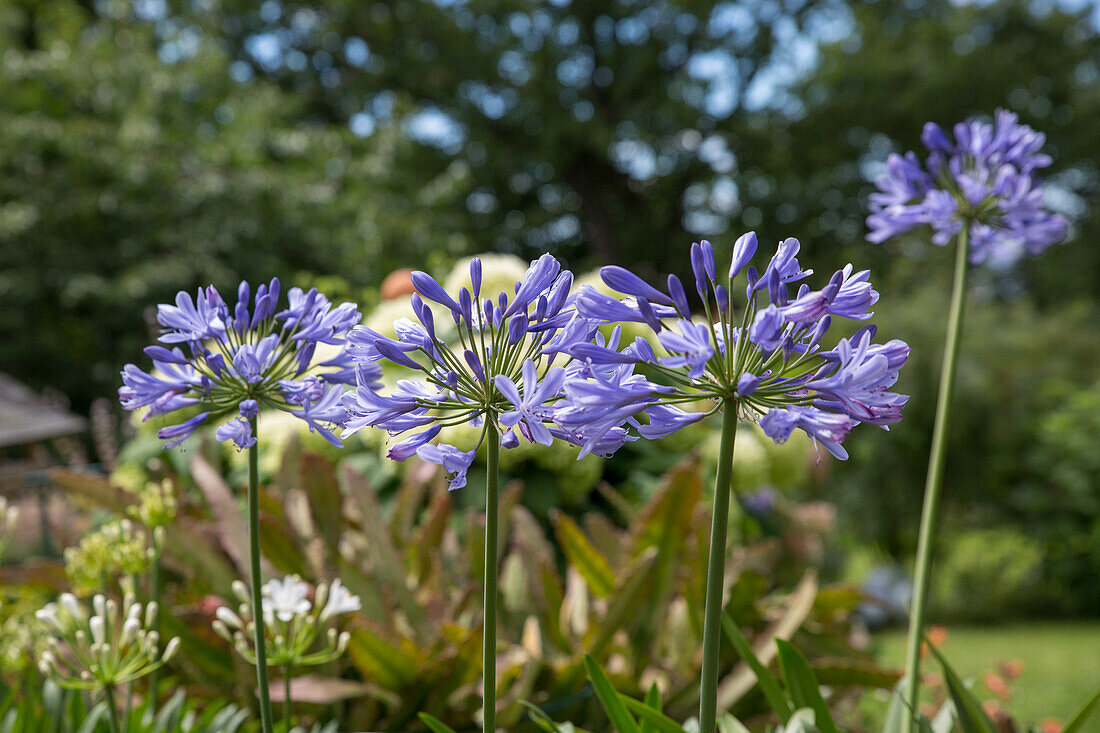 Agapanthus africanus hybrid - African African African Lily