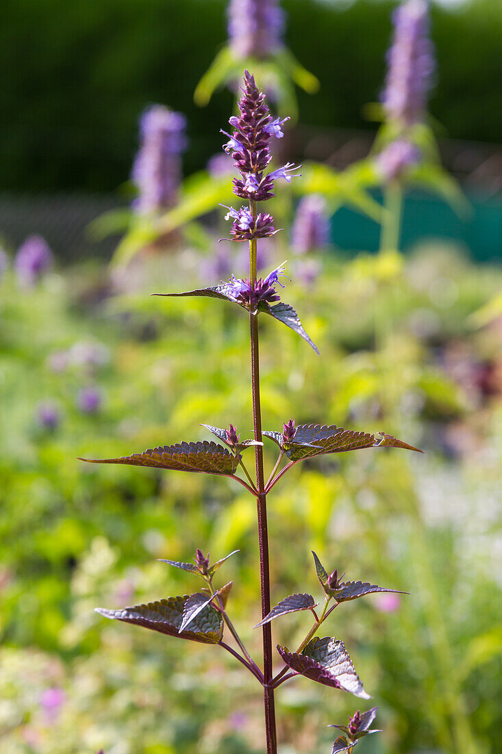 Agastache rugosa After Eight - Sweet nettle