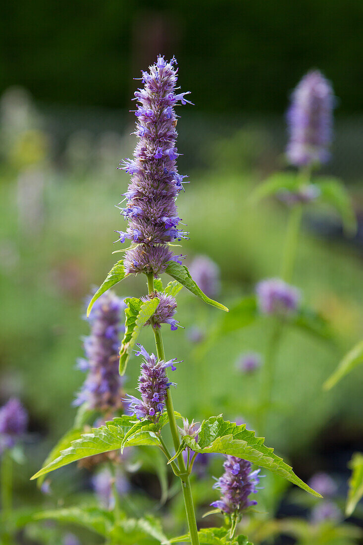 Agastache rugosa - Korean mint