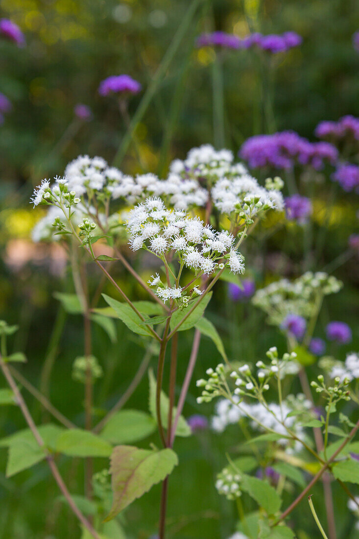 Ageratina altissima - Nettle-leaved Water Damsel