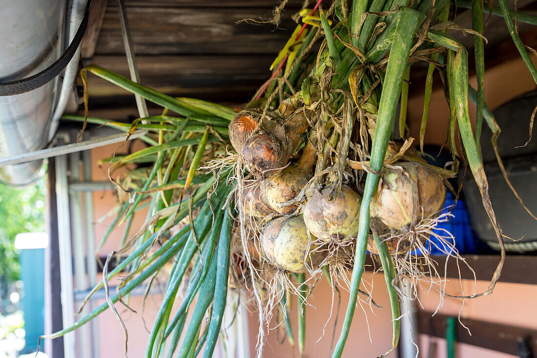 Allium cepa - Onion drying