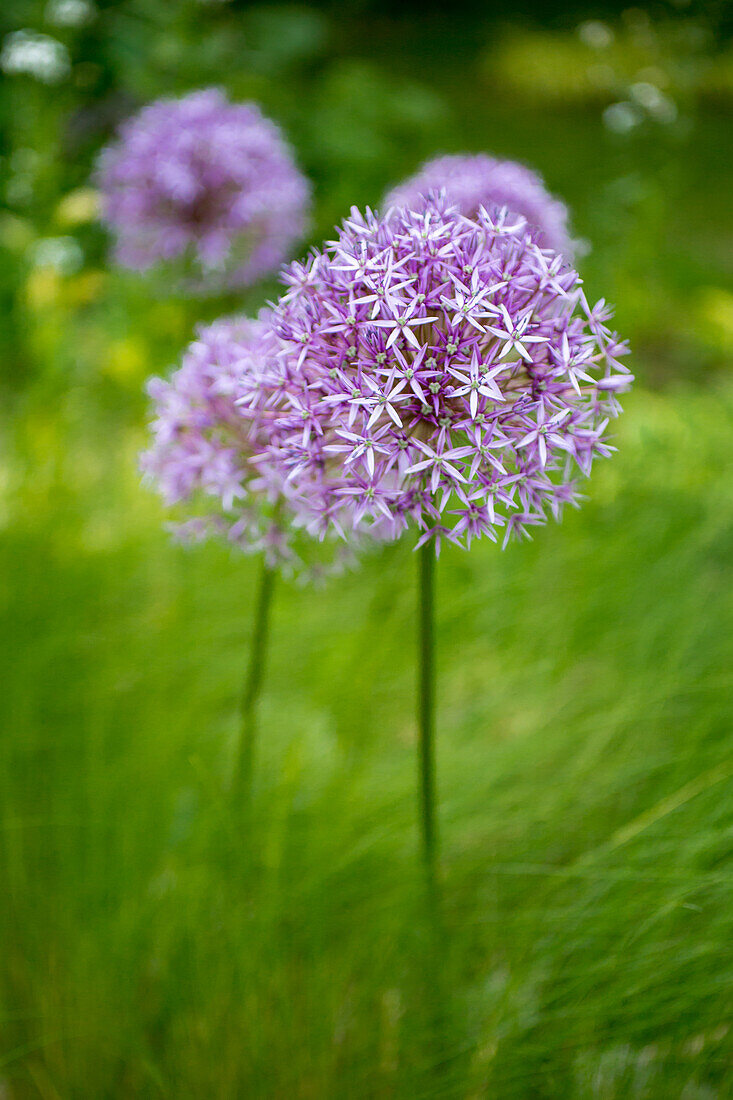 Allium hollandicum - Dutch leek