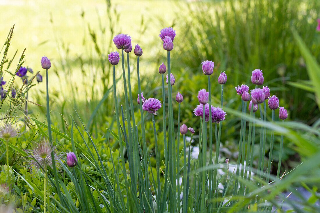 Allium schoenoprasum - Chives