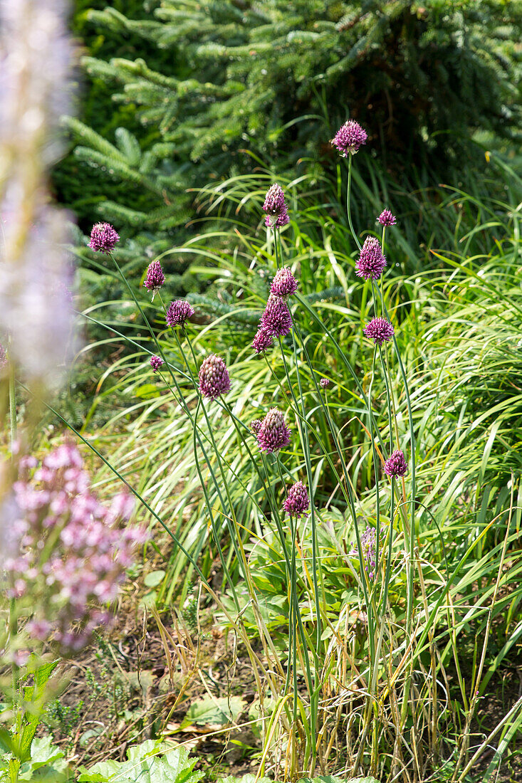 Allium sphaerocephalon - Spherical Allium