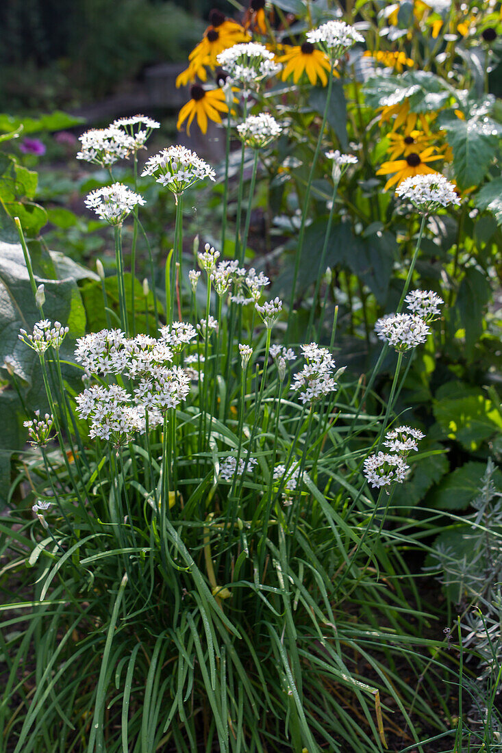 Schnitt-Knoblauch (Allium tuberosum)