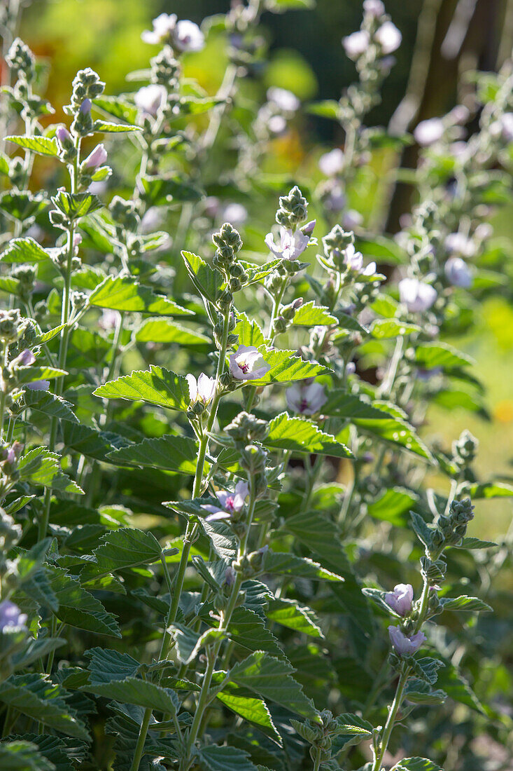 Althaea officinalis - Marshmallow