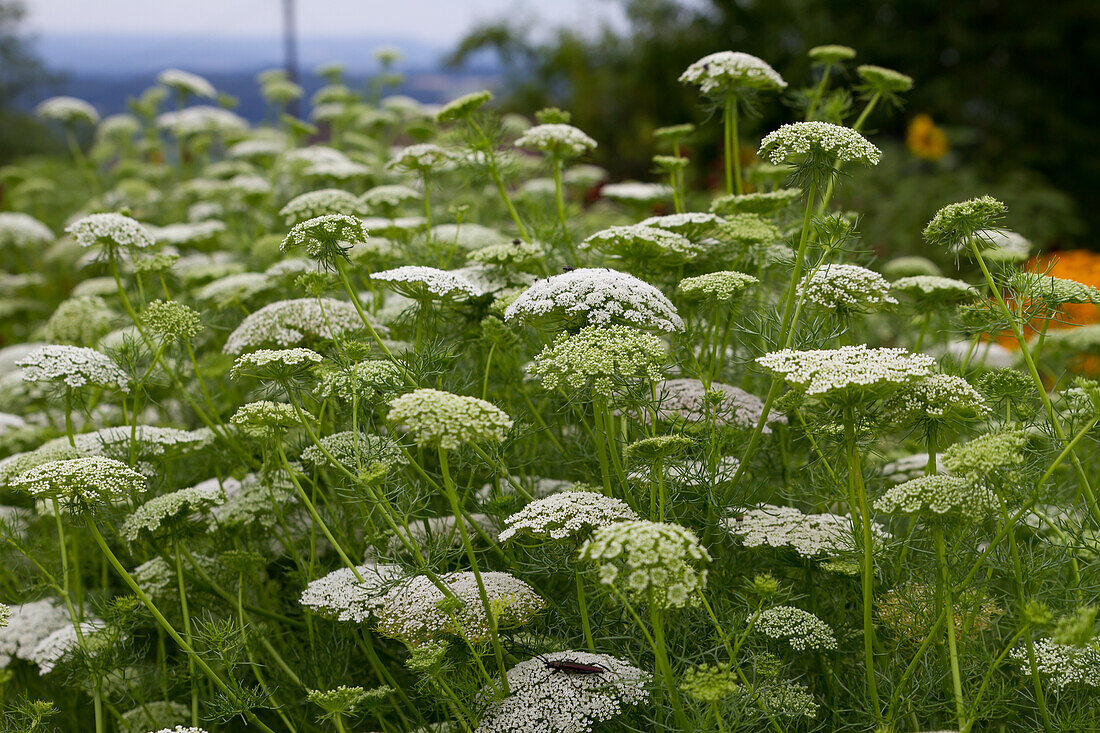 Ammi visnaga - Bishop's herb