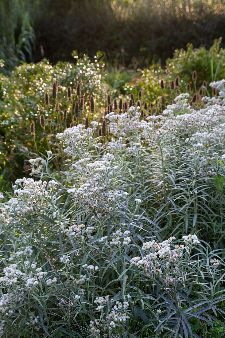 Anaphalis margaritacea Fresh Snow - Large Pearl Daisies