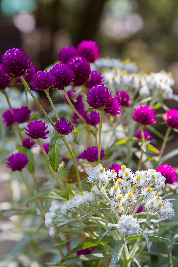 Anaphalis margaritacea var. yedoensis - Japanese pearl daisy with globe amaranth