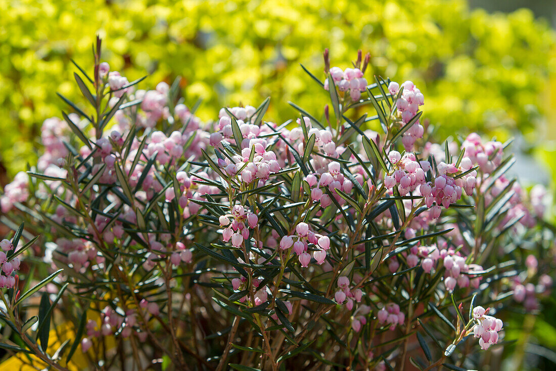 Andromeda polifolia Glauca - Rosemary heather