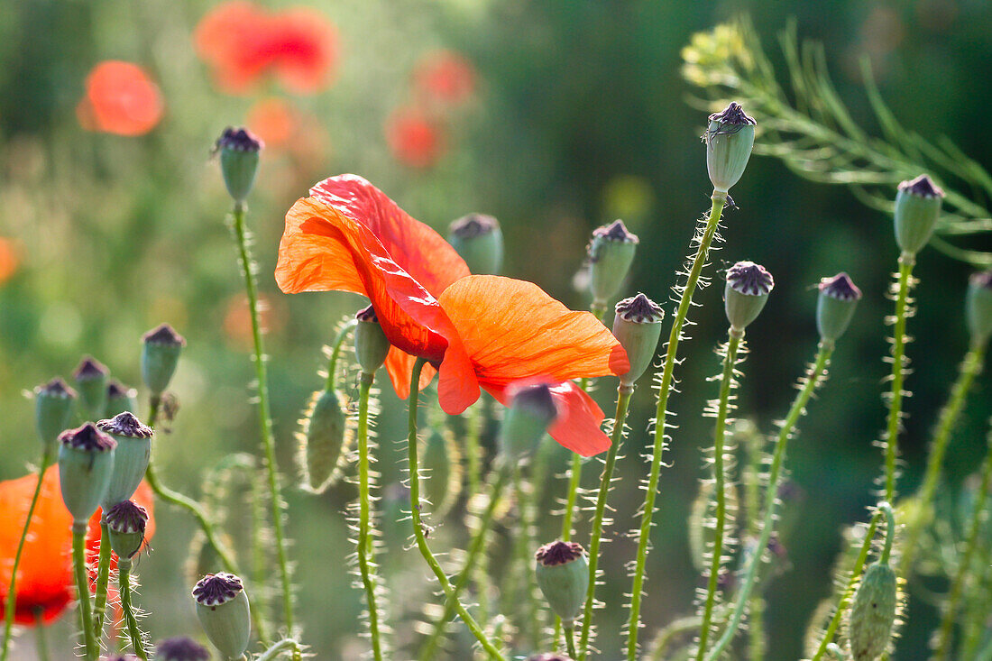 Papaver rhoeas - corn poppy