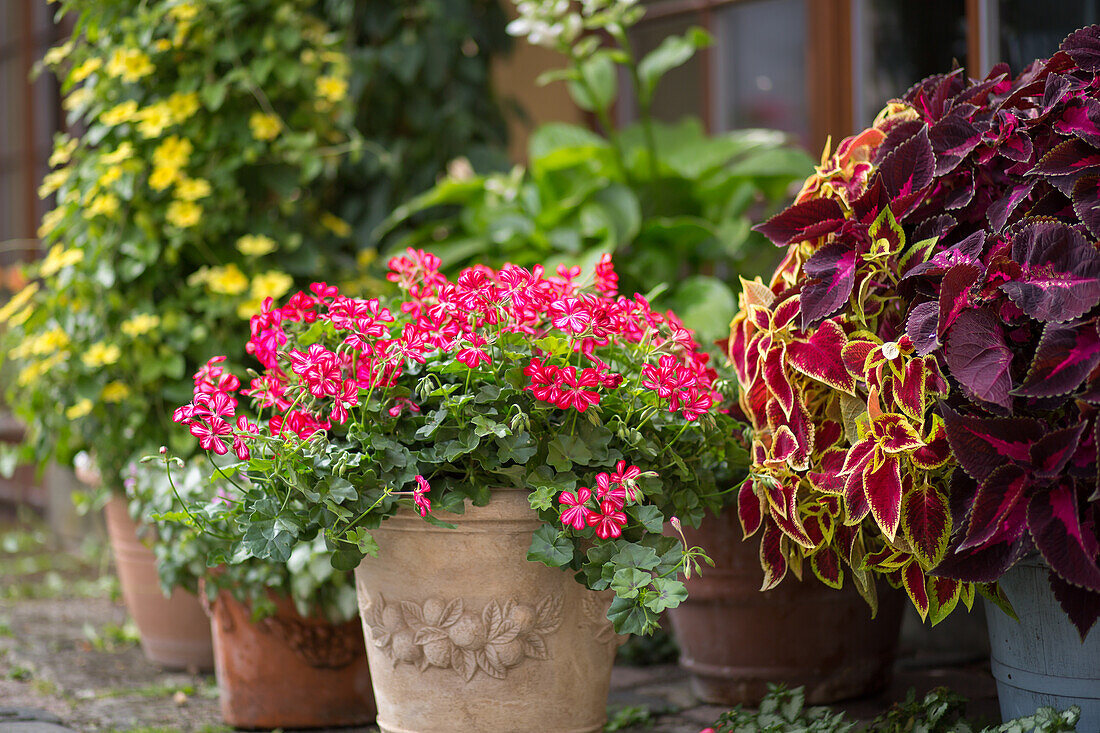 Pelargonium peltatum - Ivy Geranium