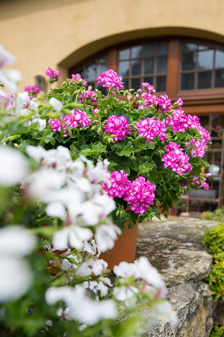 Pelargonium peltatum - Ivy Geranium