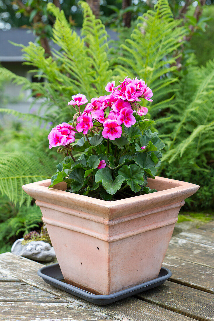 Pelargonie (Pelargonium)