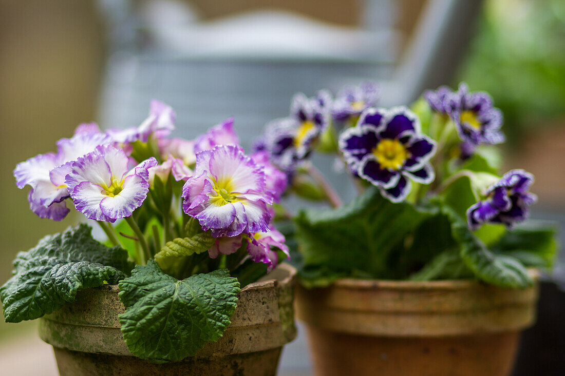 Spring primrose in a pot