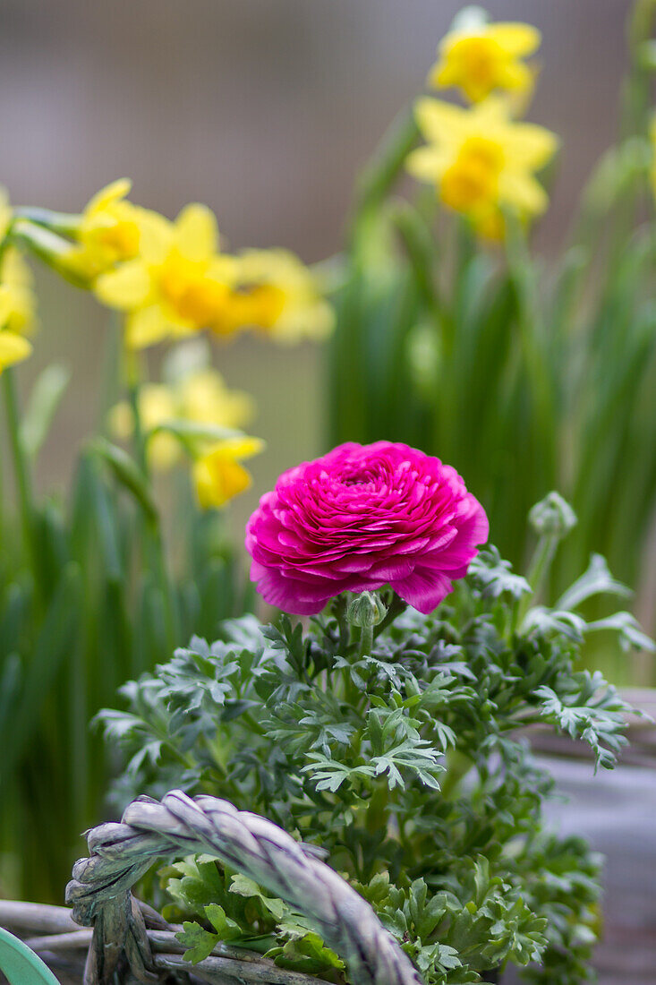 Ranunculus asiaticus - Asiatic Buttercup