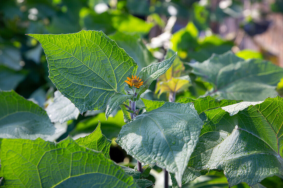 Yacon (Smallanthus sonchifolius)