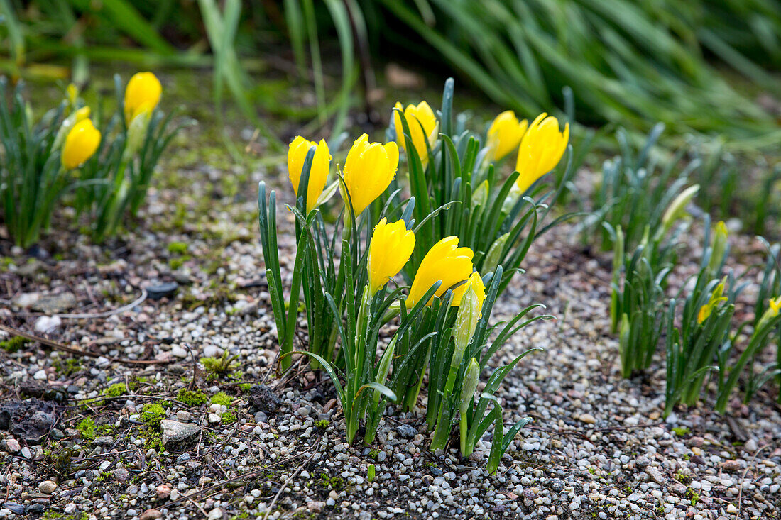 Sternbergia lutea - Autumn Goldcup