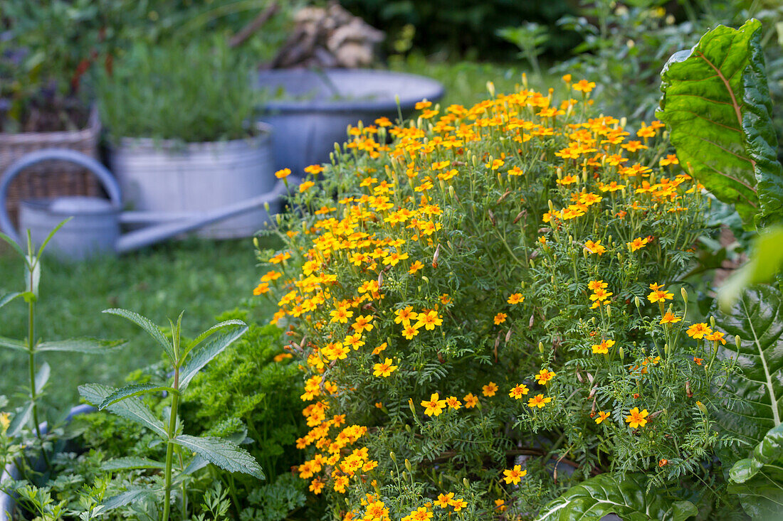 Tagetes tenuifolia - Narrow-Leaf Marigold