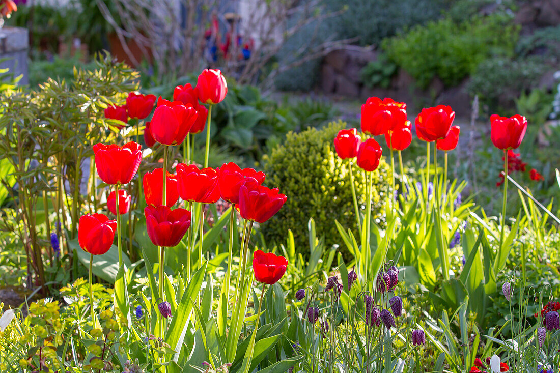 Red Tulips