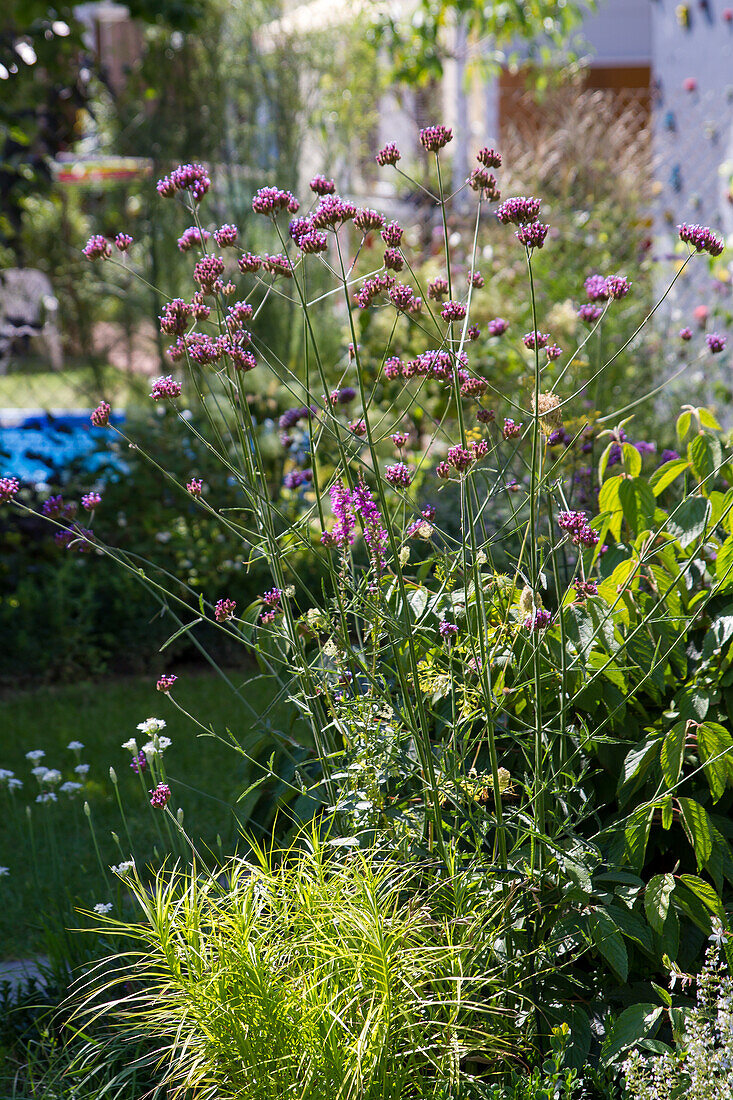 Verbena bonariensis - Patagonian Vervain