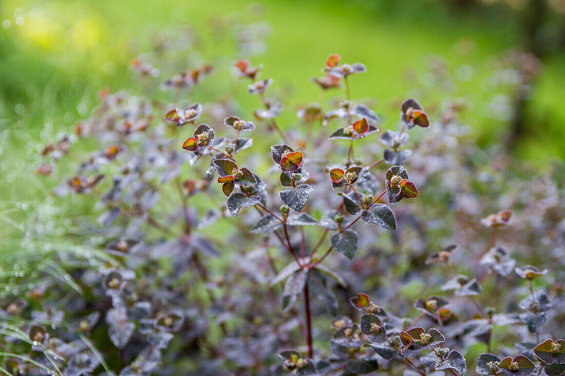Euphorbia dulcis Chamaeleon - Sweet Spurge