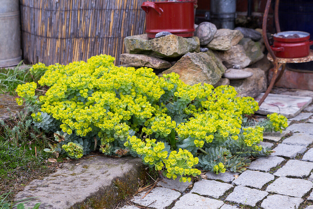 Walzen-Wolfsmilch (Euphorbia myrsinites)