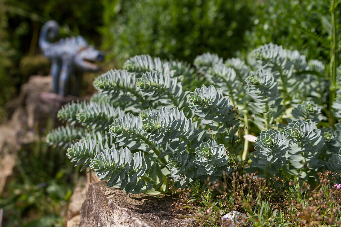 Walzen-Wolfsmilch (Euphorbia myrsinites)