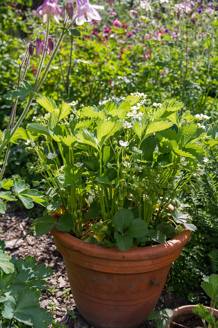 Fragaria - strawberry in pot