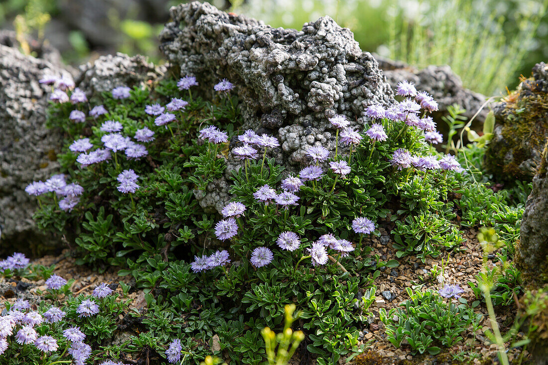 Globularia meridionalis - Southern Globe Flower