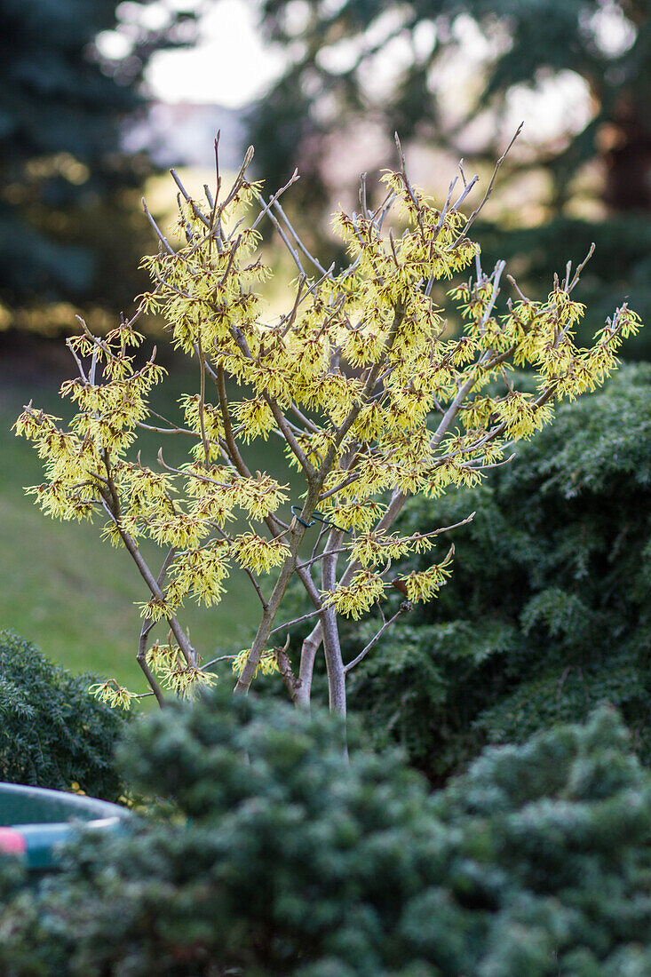 Hamamelis x intermedia Arnold Promise - Witch Hazel