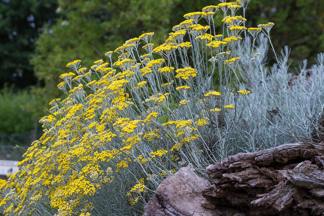 Currykraut (Helichrysum italicum)