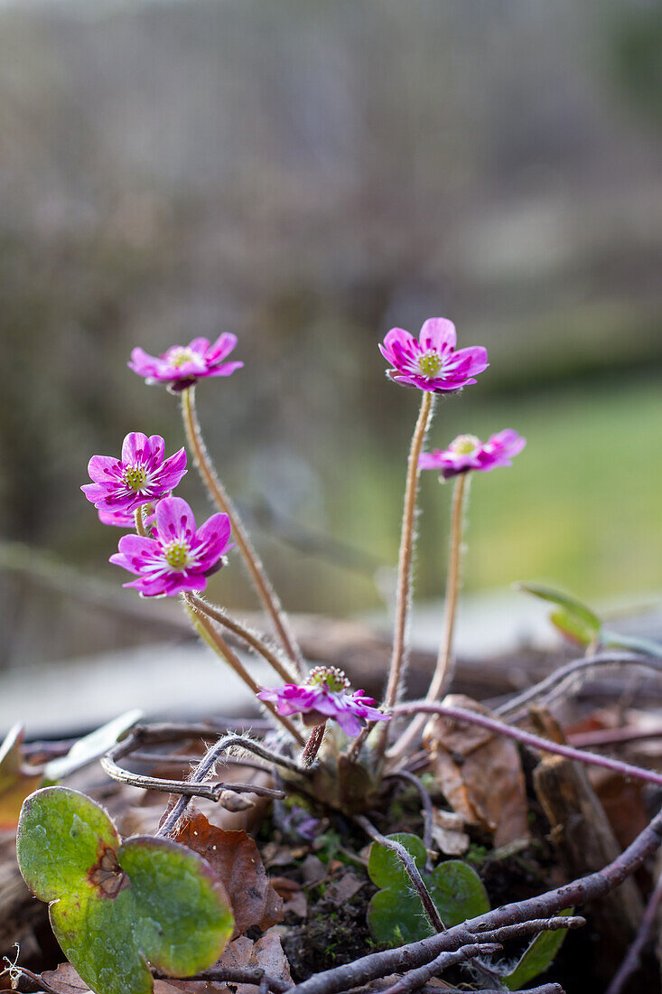 Rotes Leberblümchen (Hepatica) 'Red Forest'